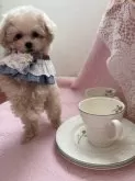 ティーカッププードル【大阪府・女の子・2024年11月27日・ペールフォーン】の写真8