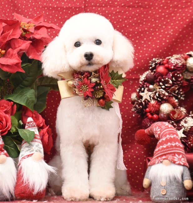 ティーカッププードル【・女の子・2019年5月28日・クリーム】