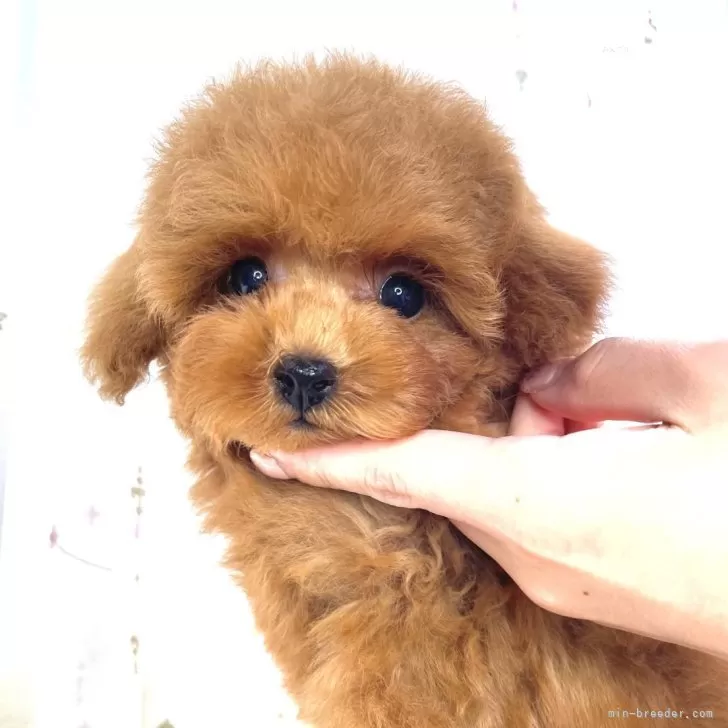 ID:2403-06488の子犬