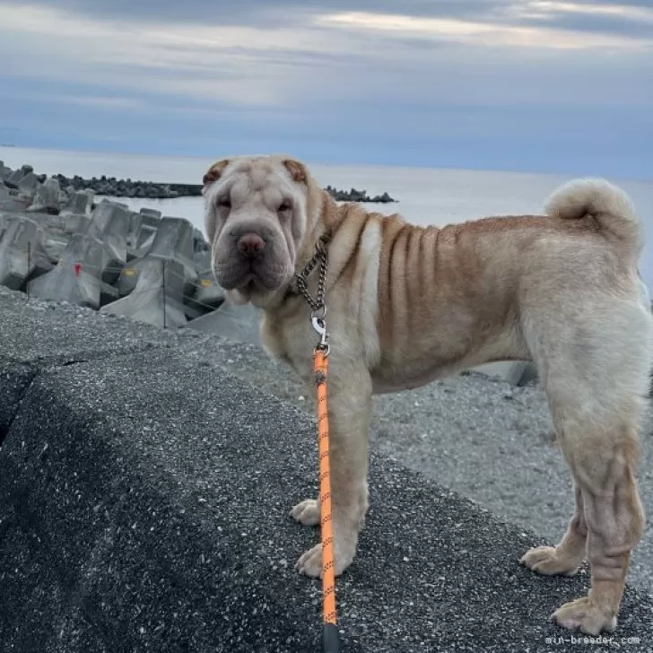 ID：2310-02350の子犬