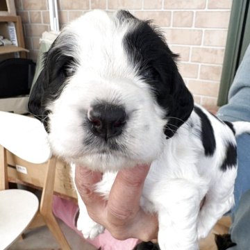 イングリッシュコッカースパニエル【千葉県・女の子・2025年10月24日・ブルーローン】の写真「ホンワカとした女の子」