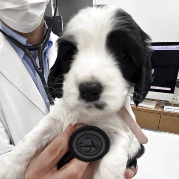 イングリッシュコッカースパニエル【千葉県・女の子・2025年10月24日・ブルーローン】の写真「どっしりとした女の子」