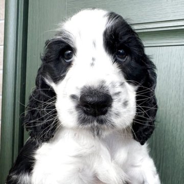 イングリッシュコッカースパニエル【千葉県・女の子・2025年10月24日・ブルーローン】の写真「ホンワカとした女の子」