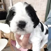 イングリッシュコッカースパニエル