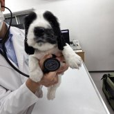 イングリッシュコッカースパニエル