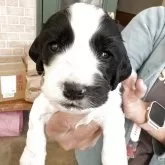 イングリッシュコッカースパニエル【千葉県・男の子・2025年10月24日・ブルーローン】の写真2「良く食べて動きも活発です」