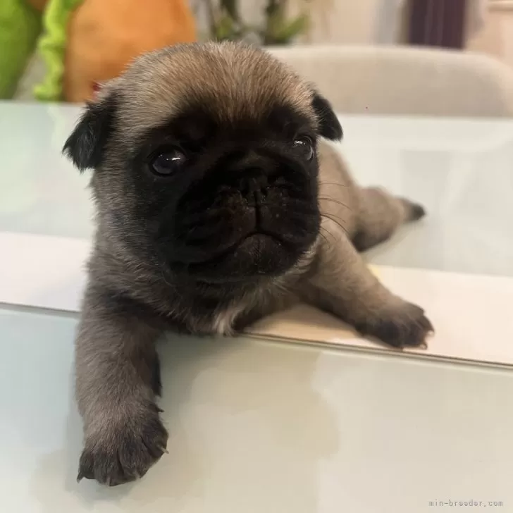 ID：2411-06796の子犬