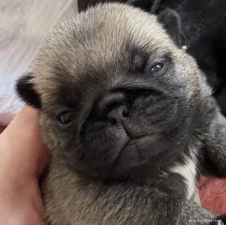 K.O 様のお迎えした子犬