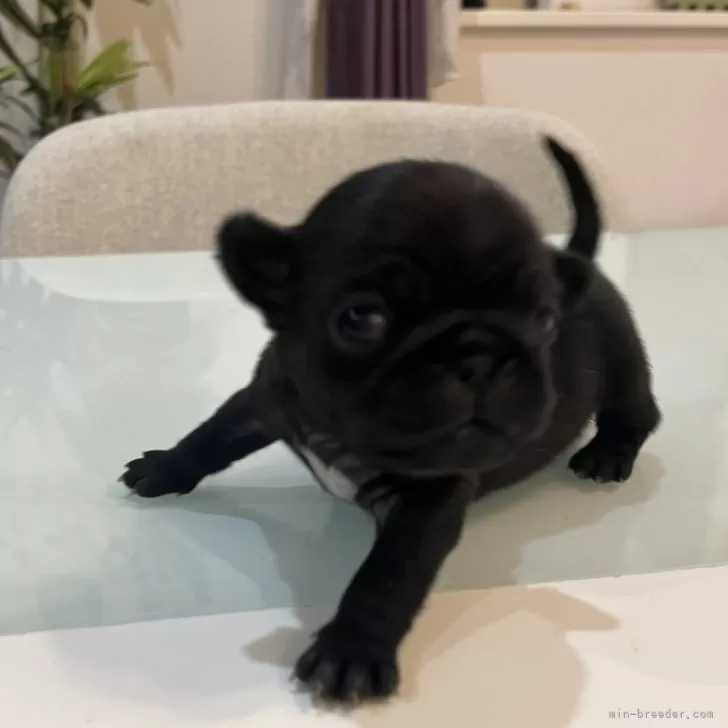 ID：2411-07600の子犬