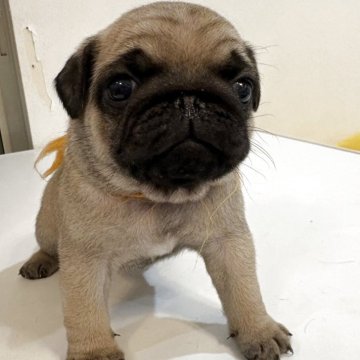 パグ【神奈川県・男の子・2025年12月23日・フォーン】の写真「おでこシワシワな男の子」