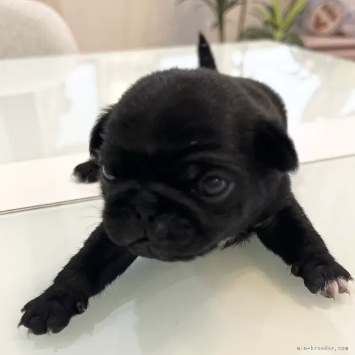 ID：2404-05152の子犬