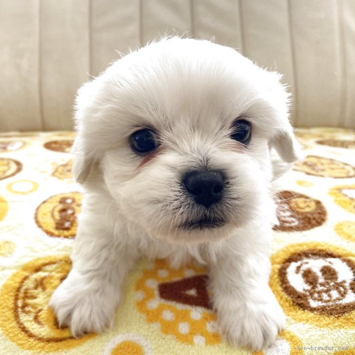 ブリーダー画像