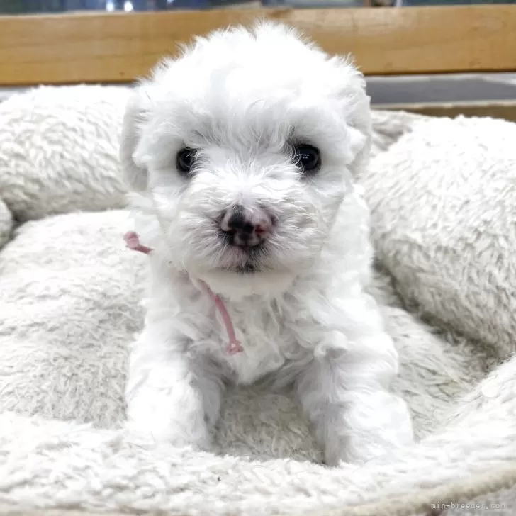 ID:2509-04787の子犬