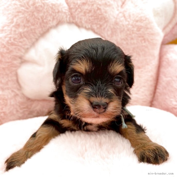 ブリーダー画像