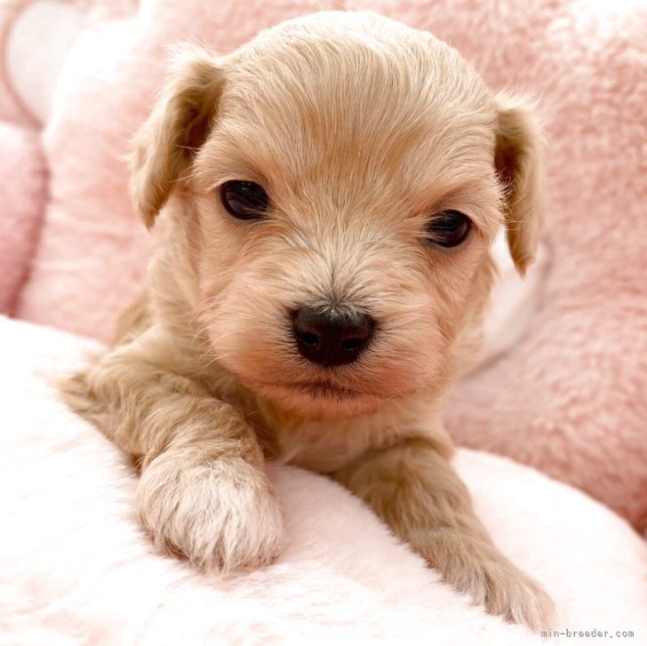 ブリーダー画像