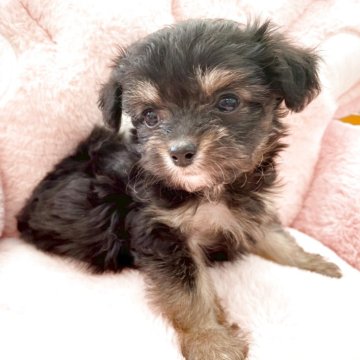 チワプー(チワワ×トイプードル)【熊本県・女の子・2025年10月25日・ブラックタン】の写真「甘えん坊さんです♡」