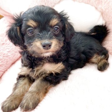 チワプー(チワワ×トイプードル)【熊本県・女の子・2025年10月25日・ブラックタン】の写真「甘えん坊さんです♡」