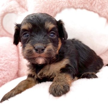 チワプー(チワワ×トイプードル)【熊本県・女の子・2025年10月25日・ブラックタン】の写真「甘えん坊さんです♡」