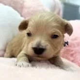 チワプー(チワワ×トイプードル)【熊本県・男の子・2025年10月25日・クリーム】の写真1