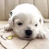 ミックス(ペキニーズ×ビションフリーゼ)【熊本県・男の子・2025年10月1日・ホワイト】の写真3