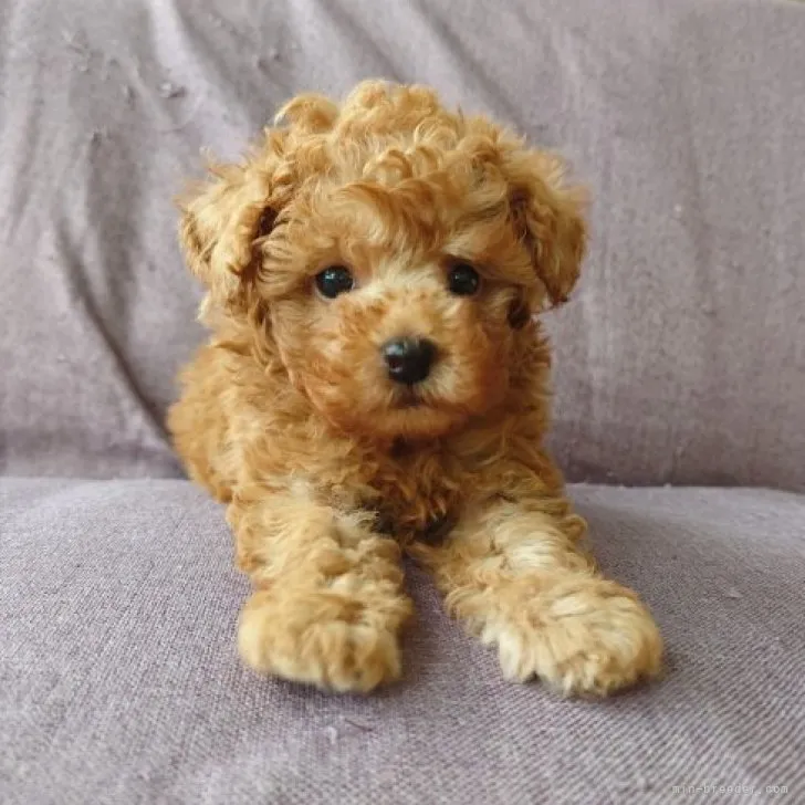 ID：2305-03922の子犬