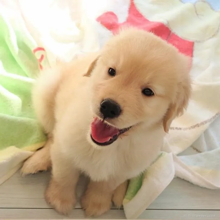 ID：2212-02441の子犬