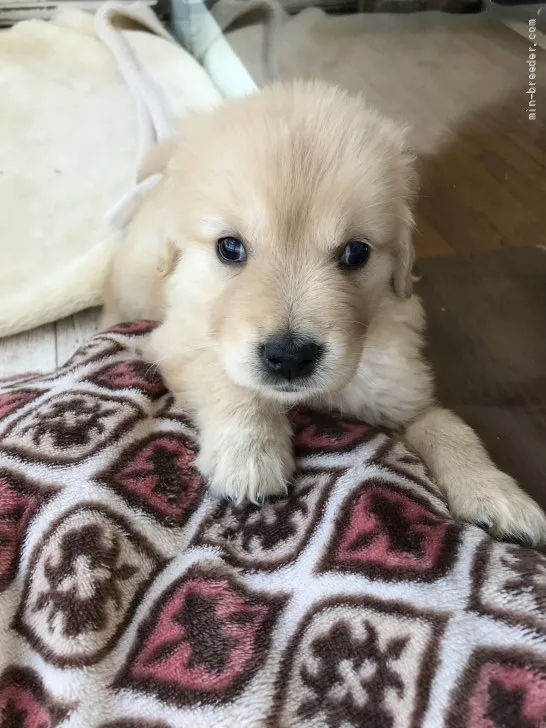 ID：2205-02249の子犬