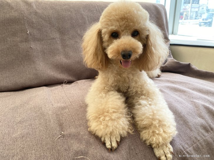 トイプードル(トイ)【・女の子・2021年9月6日・レッド】