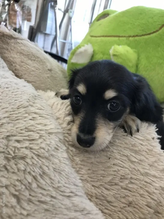 ID:2204-01472の子犬
