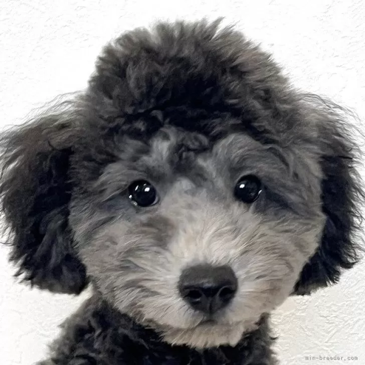 H.S 様のお迎えした子犬