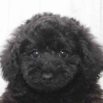 トイプードル(トイ)【千葉県・女の子・2024年11月4日・ブラック】の写真「可愛いい☆彡欠点なし♡健康優良児♡」