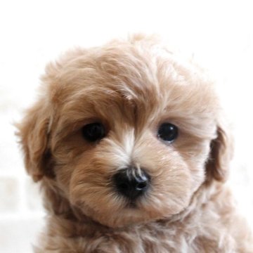 マルプー(マルチーズ×トイプードル)【千葉県・女の子・2025年11月10日・アプリコット】の写真「陽気で人懐こいマルプーちゃん♪」