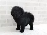 トイプードル(トイ)【千葉県・男の子・2025年11月22日・ブラック】の写真3