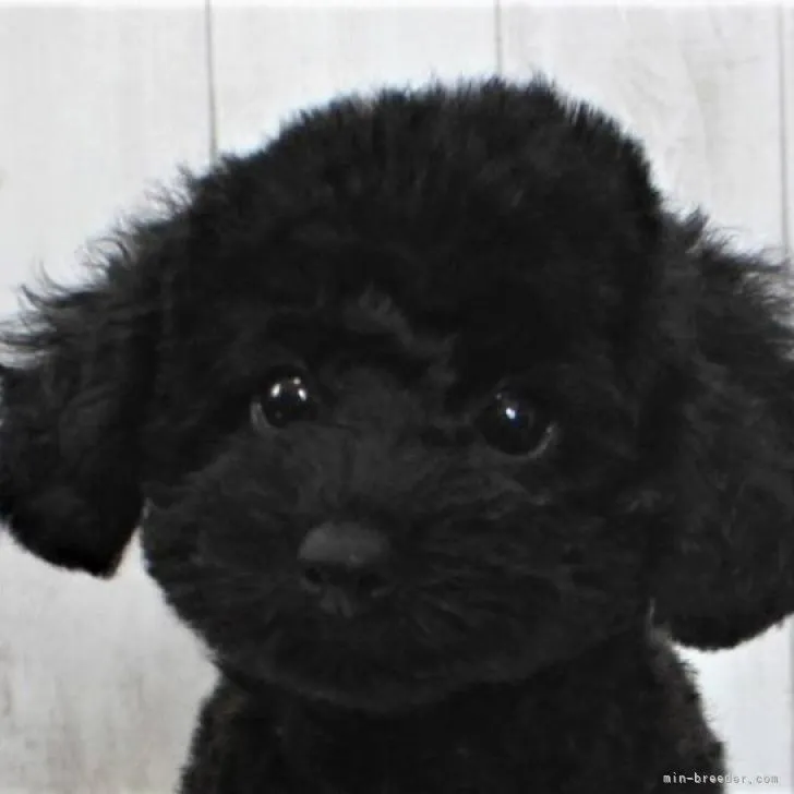 ID：2207-02513の子犬
