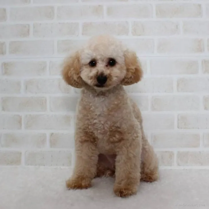 ID:2212-04410の子犬