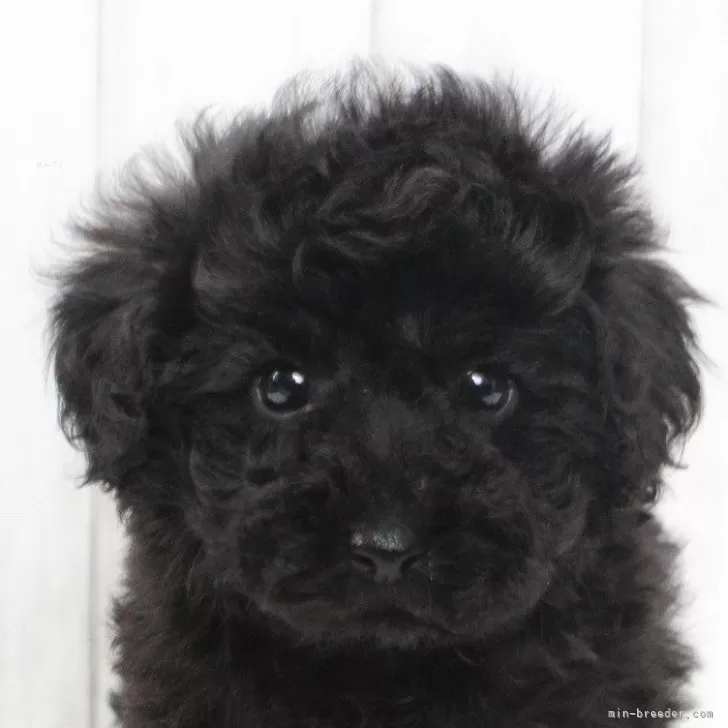 ID：2402-01605の子犬