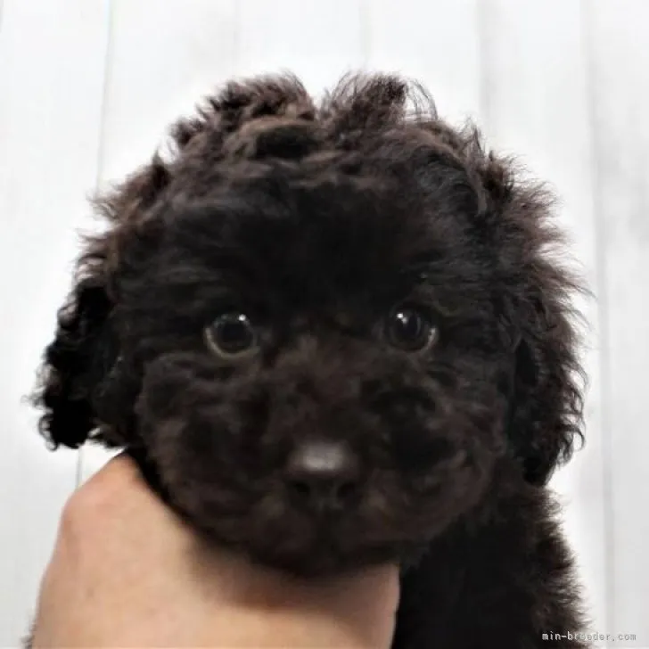 ID：2301-02532の子犬