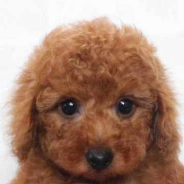 トイプードル(トイ)【千葉県・男の子・2023年11月7日・レッド】の写真「お目目ぱっちりのイケメン君♡欠点無し♡」