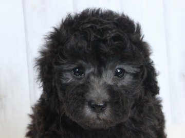 トイプードル(トイ)【千葉県・男の子・2020年2月11日・シルバー】の写真「モコモコシルバープードル♬1年補償付」