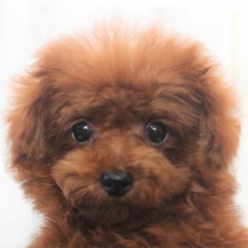 トイプードル(ティーカップ)【千葉県・女の子・2022年11月22日・レッド】の写真「ティーカップほぼ確定♡生命保証6ヶ月♡欠点無し」