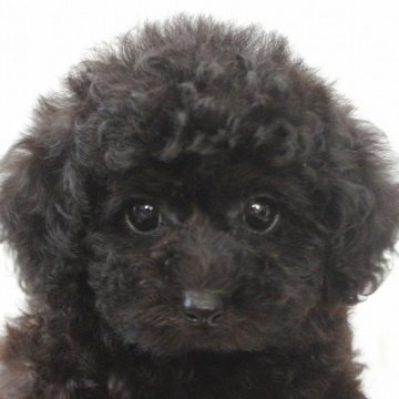 トイプードル(タイニー)【千葉県・女の子・2024年5月7日・ブラック】の写真「お目目パッチリ！大きな瞳のカワイイ黒プー女の子」