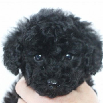 トイプードル(トイ)【千葉県・男の子・2023年12月20日・ブラック】の写真「お目目パッチり！骨格のしっかりした男の子♪」