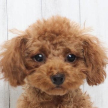 トイプードル(ティーカップ)【千葉県・女の子・2022年11月29日・レッド】の写真「ティーカップほぼ確定♡カワイイ♡欠点無し」