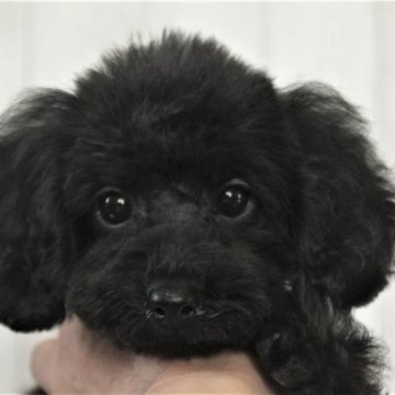 トイプードル(タイニー)【千葉県・女の子・2023年1月13日・ブラック】の写真「めちゃカワ♡健康優良児♡欠点なし」