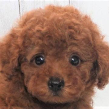 トイプードル(タイニー)【千葉県・男の子・2022年7月3日・レッド】の写真「タイニー予想♡生体保証6ヶ月♡イケメン☆彡」