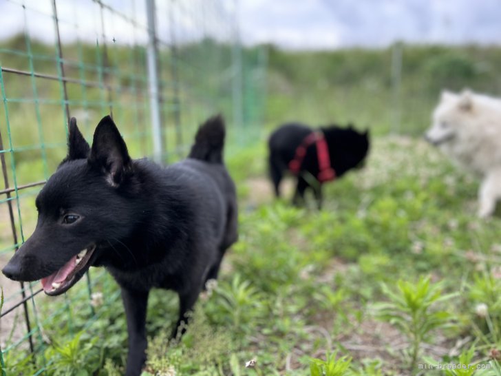 母シャルル♀｜加瀬　晃樹(かせ　こうき)ブリーダー(千葉県・スキッパーキ・JKC登録)の紹介写真3