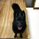スキッパーキ