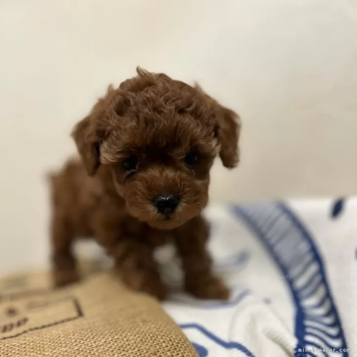 ID：2501-04576の子犬