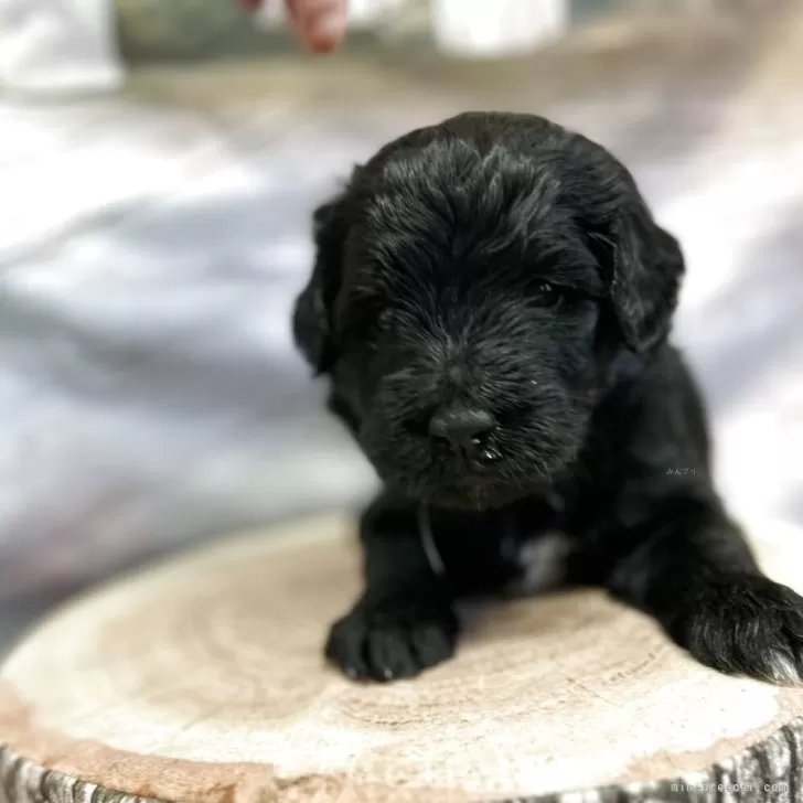 E.W 様のお迎えした子犬