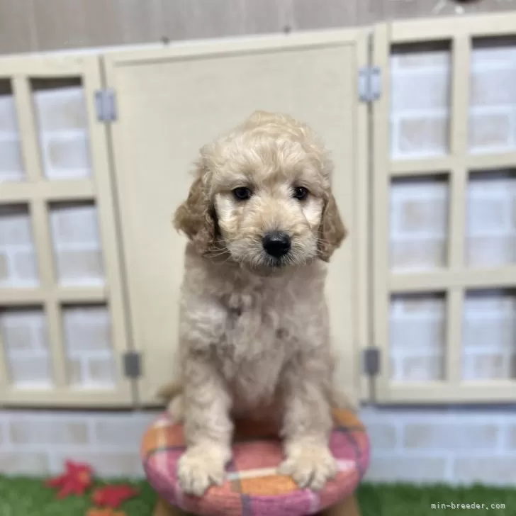ID：2410-06764の子犬